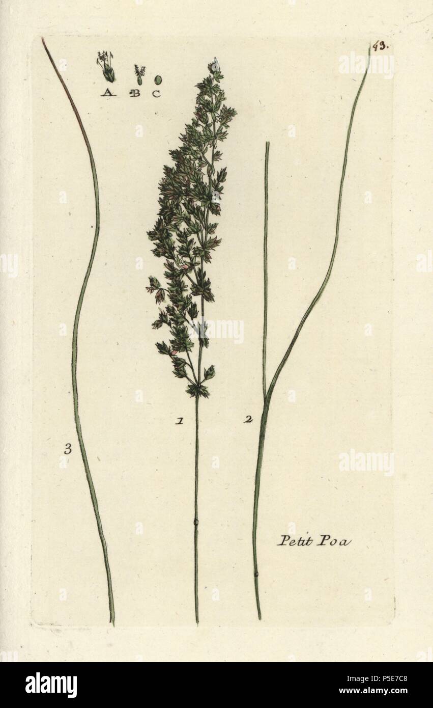 Narrow-leaved meadow-grass, Poa angustifolia. Handcoloured botanical drawn and engraved by Pierre Bulliard from his own "Flora Parisiensis," 1776, Paris, P.F. Didot. Pierre Bulliard (1752-1793 was a famous French botanist who pioneered the three-colour-plate printing technique. His introduction to the flowers of Paris included 640 plants. Stock Photo