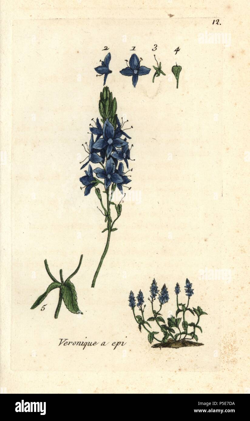 Spike speedwell, Veronica spicata. Handcoloured botanical drawn and engraved by Pierre Bulliard from his own 'Flora Parisiensis,' 1776, Paris, P.F. Didot. Pierre Bulliard (1752-1793 was a famous French botanist who pioneered the three-colour-plate printing technique. His introduction to the flowers of Paris included 640 plants. Stock Photo