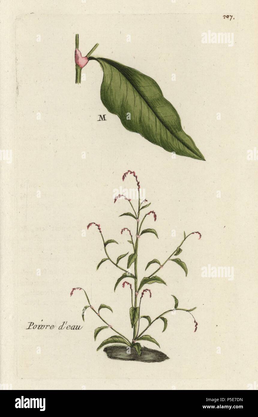 Water pepper, Polygonum hydropiper. Handcoloured botanical drawn and engraved by Pierre Bulliard from his own 'Flora Parisiensis,' 1776, Paris, P. F. Didot. Pierre Bulliard (1752-1793) was a famous French botanist who pioneered the three-colour-plate printing technique. His introduction to the flowers of Paris included 640 plants. Stock Photo