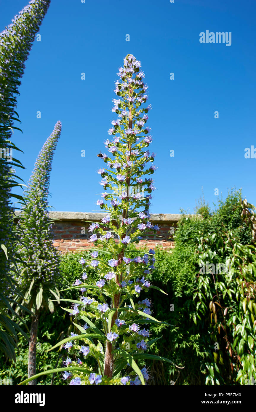Echium pininana giant viper's bugloss, Huge (3 Metre Plus) high flower