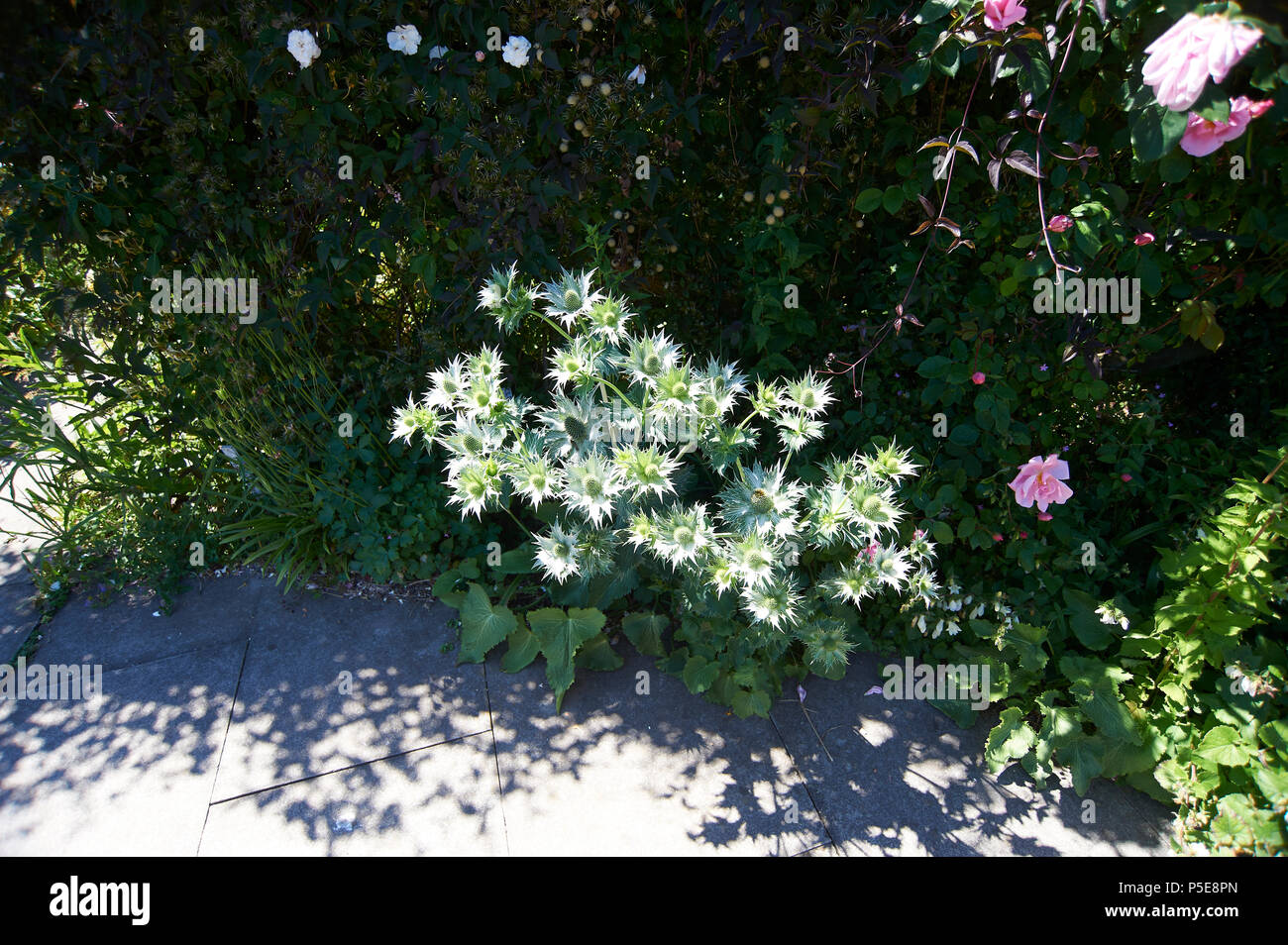 Eryngium variifolium variableleaved sea holly Stock Photo Alamy