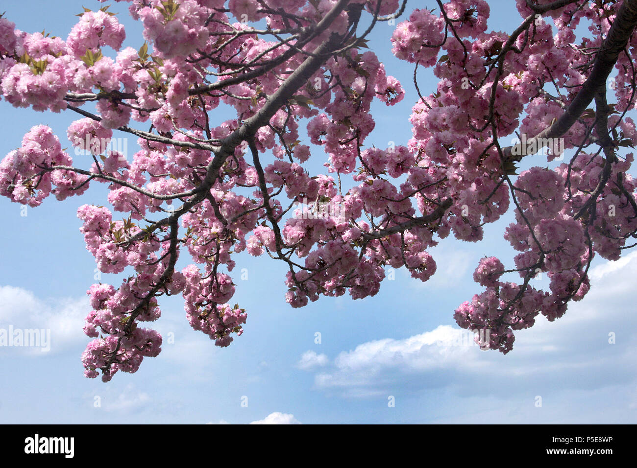 Close up of Prunus Kanzan/ Japanese cherry Stock Photo