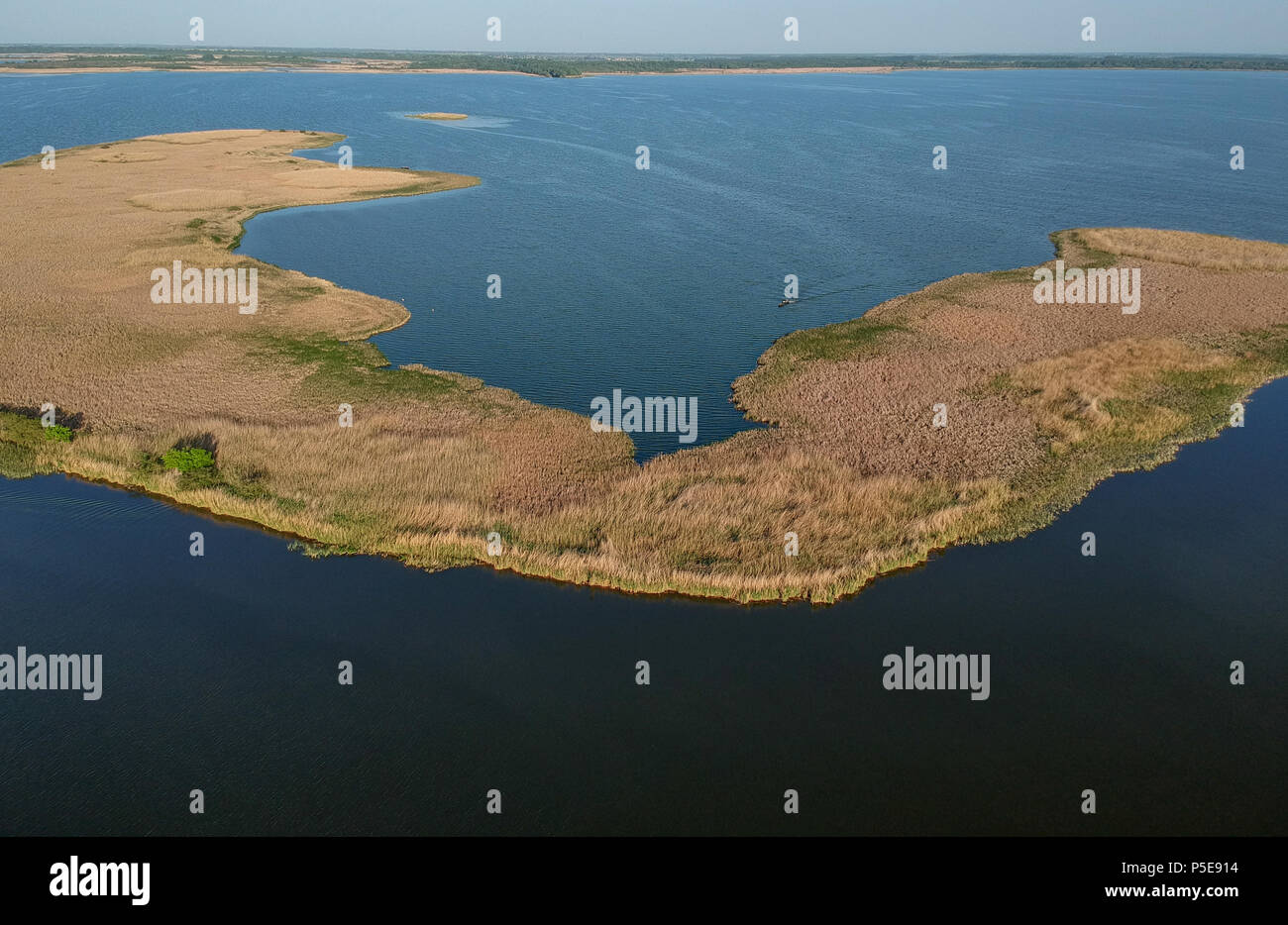 Reed on lake Tiszato in Hungary, Europe Stock Photo