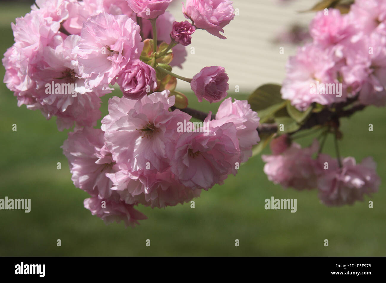 Close up of Prunus Kanzan/ Japanese cherry Stock Photo