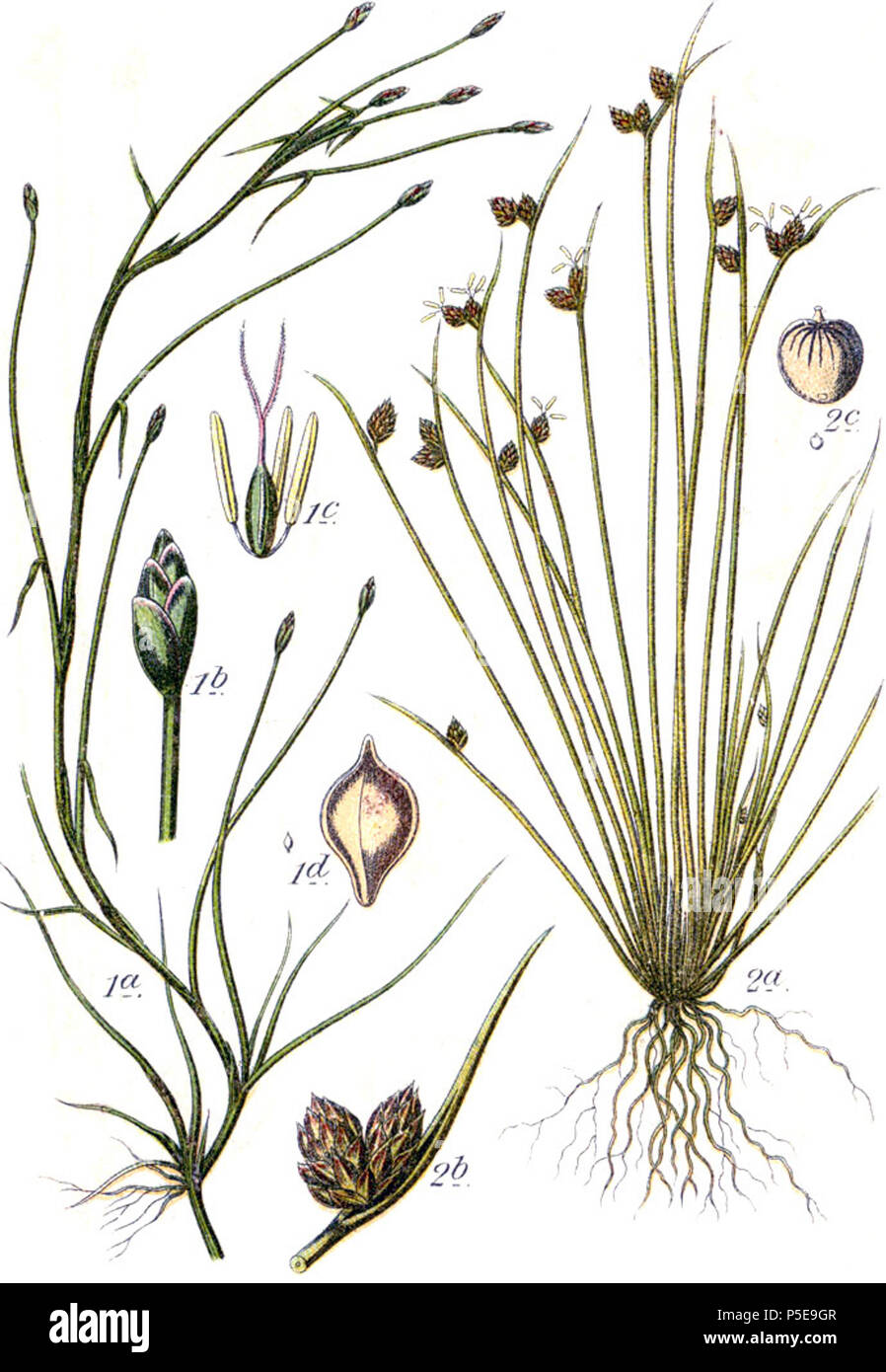 Cyperus fluitans et Cyperus setaceus  Aus: J. Sturm's Flora von Deutschland 396 Cyperaceae spp Sturm8 Stock Photo