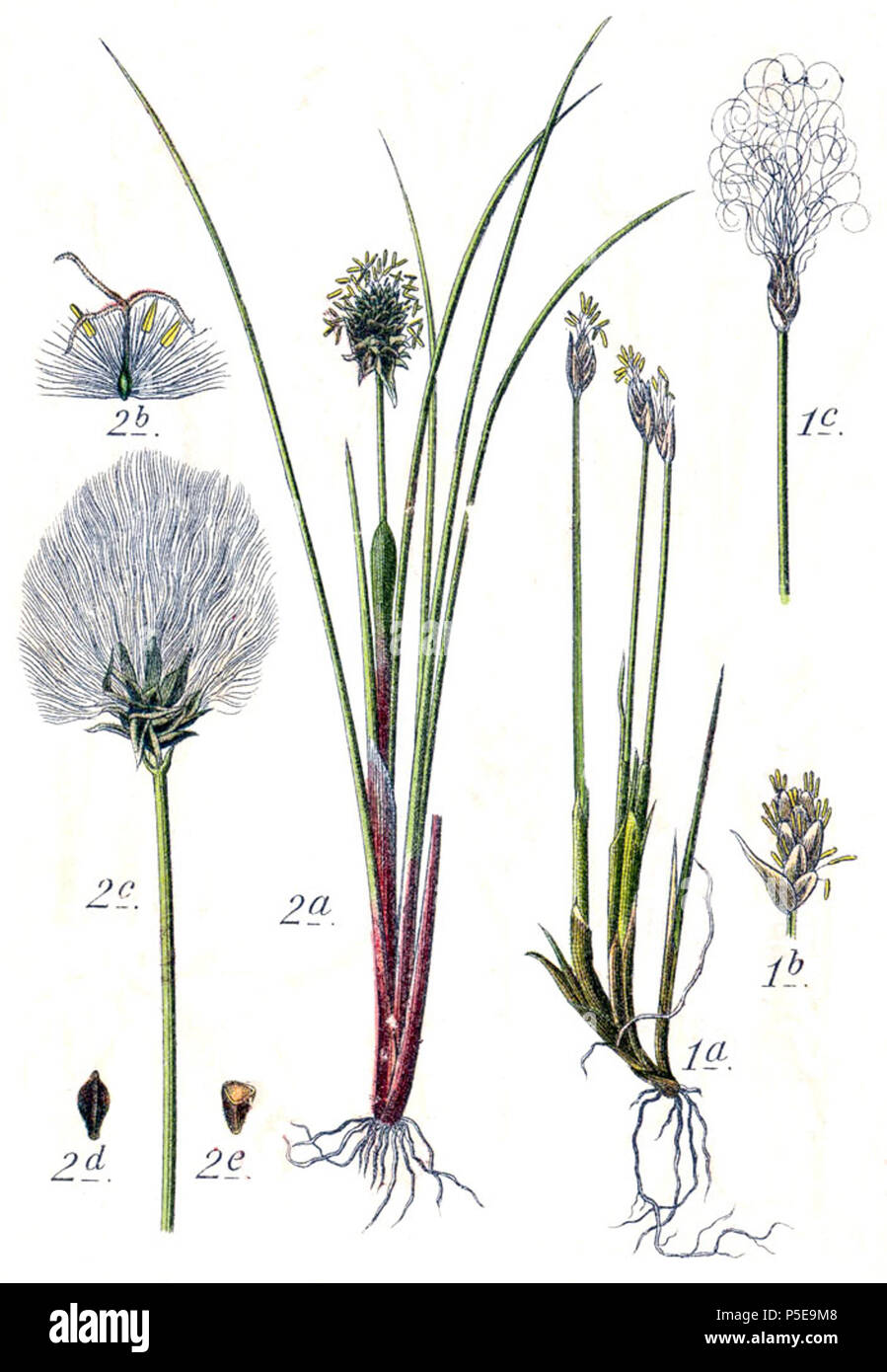 Eriophorum l биологический рисунок