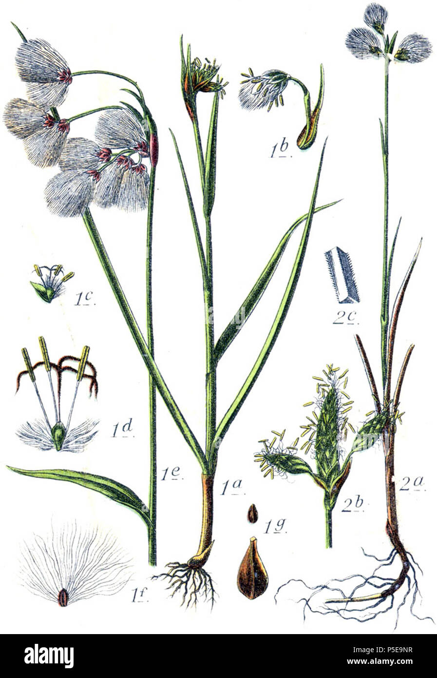 Eriophorum latifolium et Eriophorum gracile  Aus: J. Sturm's Flora von Deutschland 522 Eriophorum spp Sturm17 Stock Photo