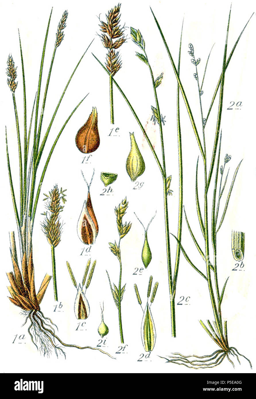 Carex teretiuscula et Carex remota  Aus: J. Sturm's Flora von Deutschland 271 Carex spp Sturm29 Stock Photo
