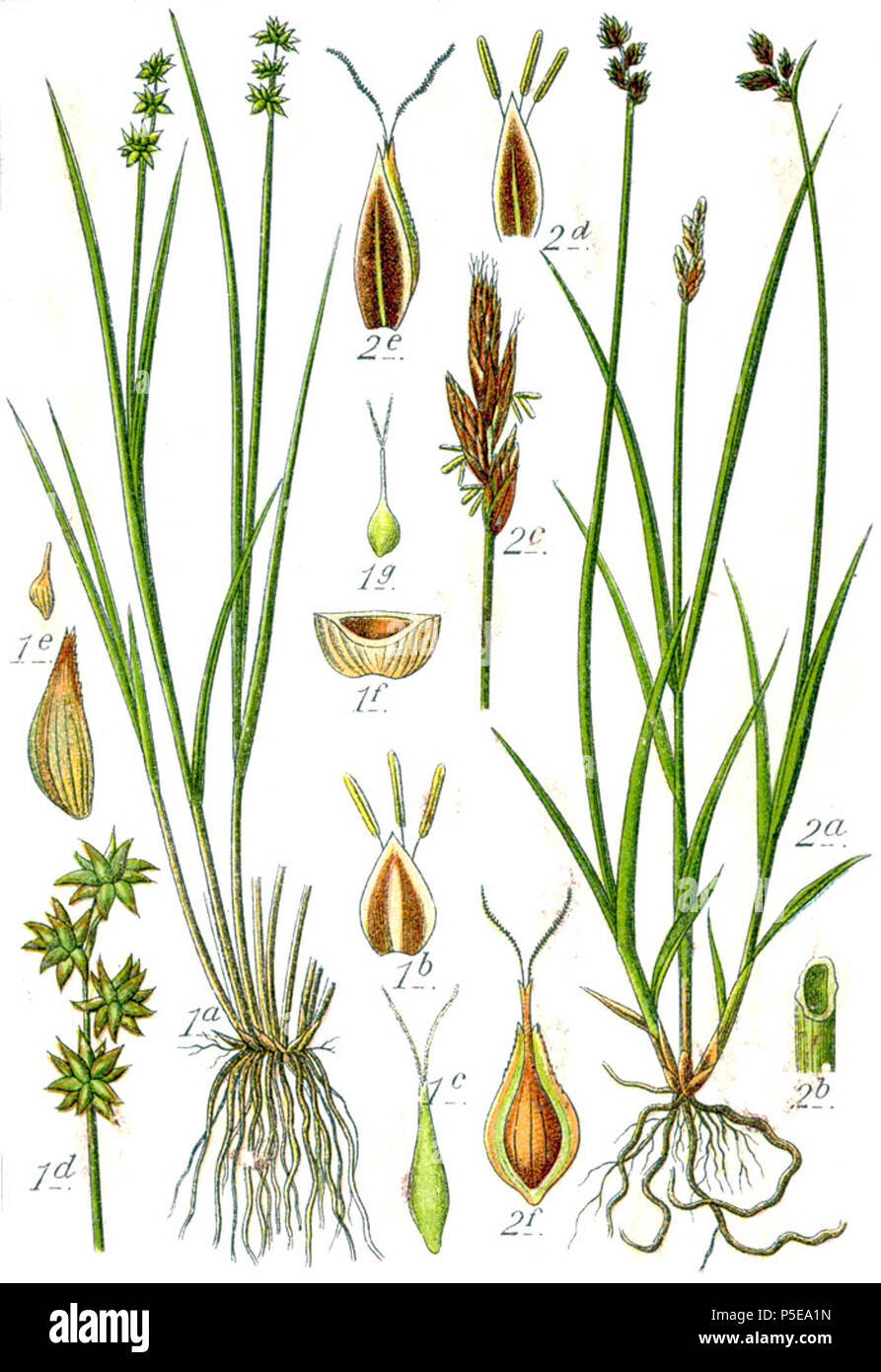 Carex echinata et Carex leporina  Aus: J. Sturm's Flora von Deutschland 271 Carex spp Sturm31 Stock Photo