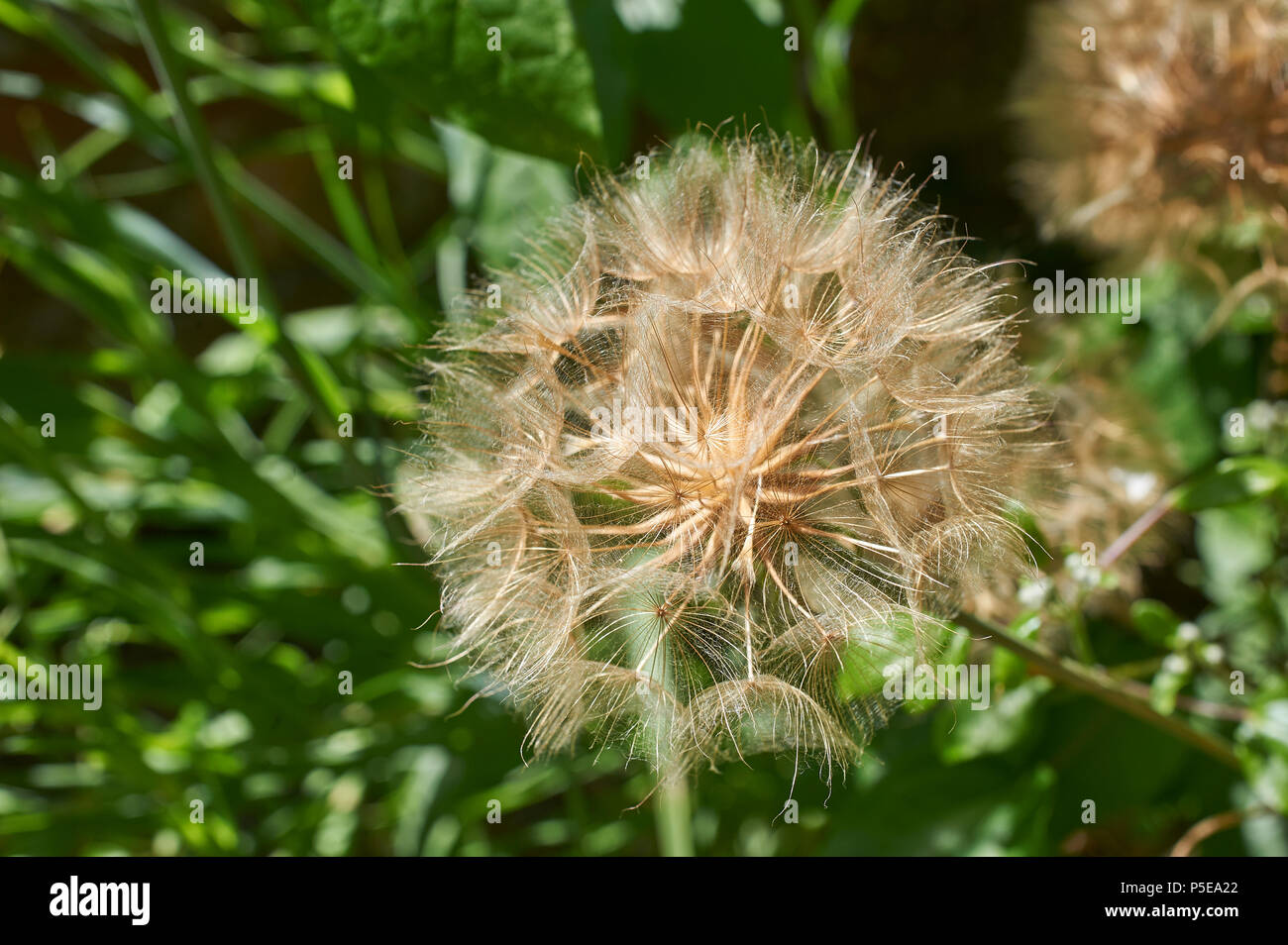 Dandylion clock hires stock photography and images Alamy
