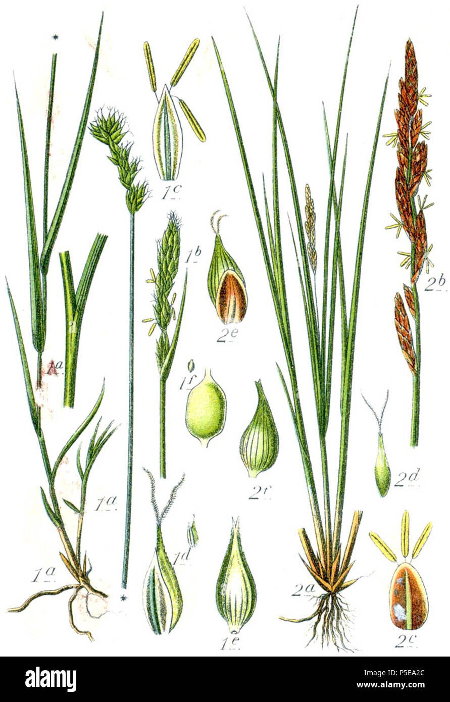 Carex elongata  Aus: J. Sturm's Flora von Deutschland 271 Carex spp Sturm32 Stock Photo