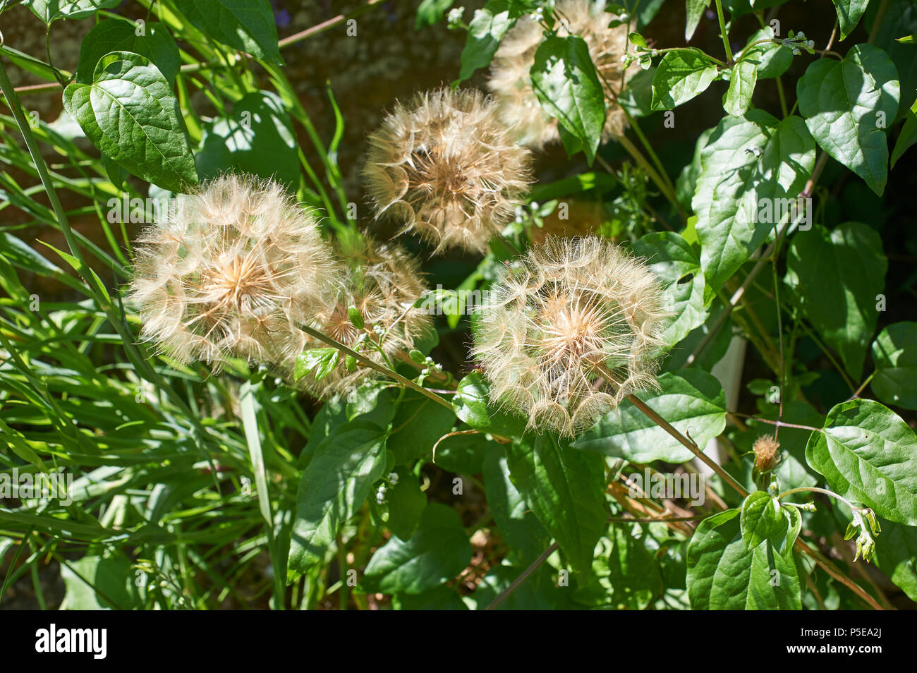 Dandylion Clock High Resolution Stock Photography and Images - Alamy