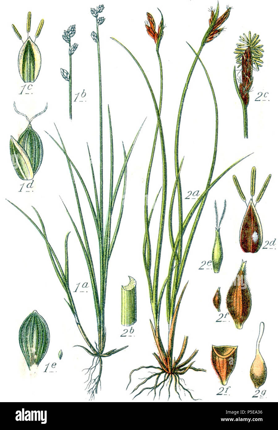 Carex loliacea et Carex mucronta  Aus: J. Sturm's Flora von Deutschland 271 Carex spp Sturm33 Stock Photo