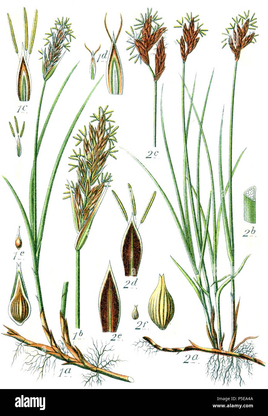 Carex arenaria et Carex praecox  Aus: J. Sturm's Flora von Deutschland 271 Carex spp Sturm35 Stock Photo