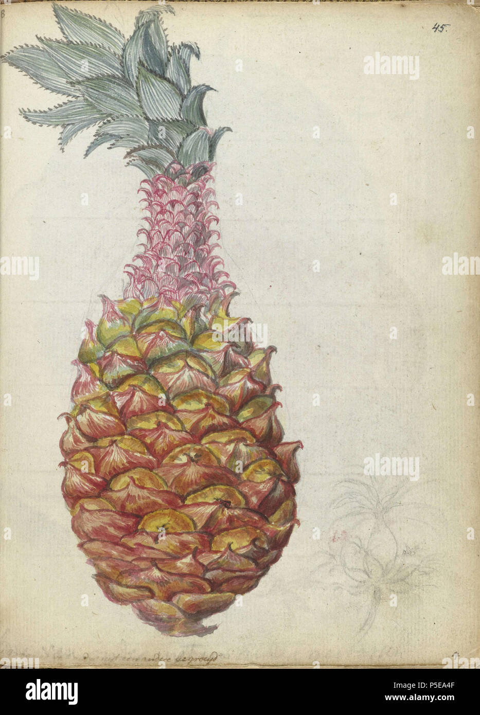 N/A. English: Drawing of a pineapple by Jan Brandes, 1785 . 1785. Jan Brandes, 1743-1808 97 Ananas, Jan Brandes, 1785 - Rijksmuseum Stock Photo