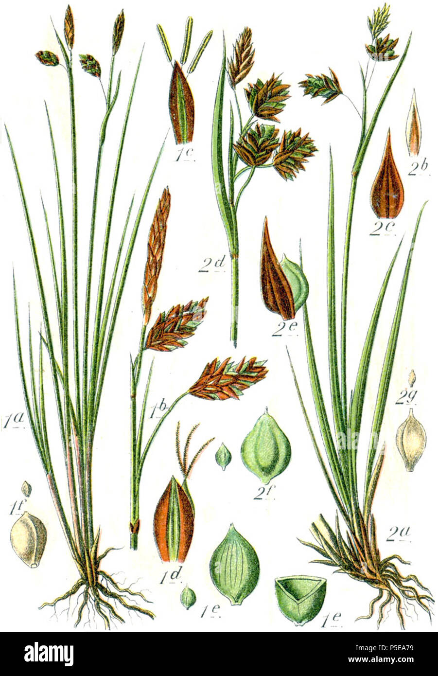 Carex limosa et Carex irrigua  Aus: J. Sturm's Flora von Deutschland 271 Carex spp Sturm42 Stock Photo