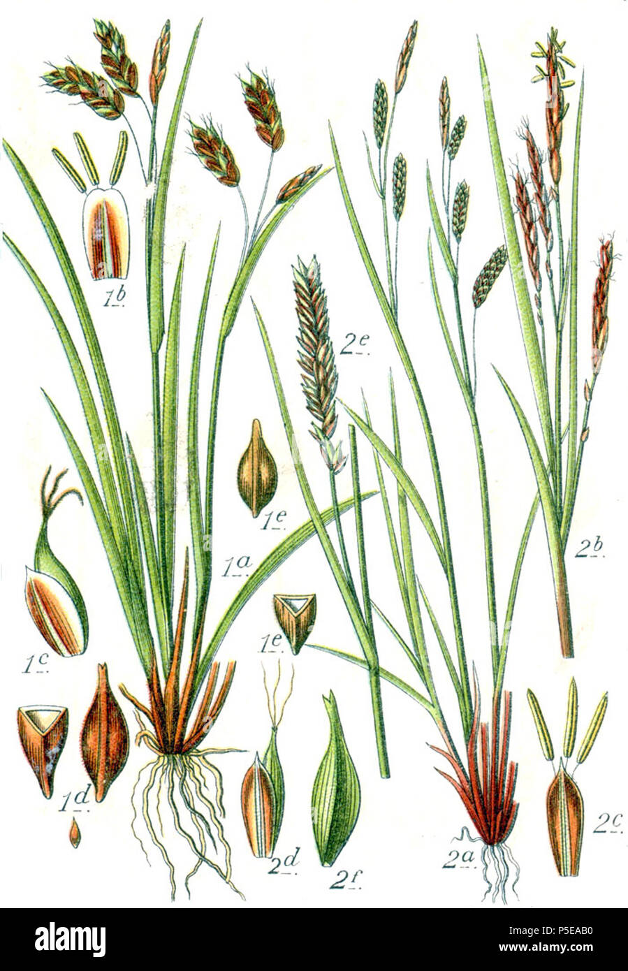 Carex capillaris et Carex brachystachys  Aus: J. Sturm's Flora von Deutschland 271 Carex spp Sturm48 Stock Photo