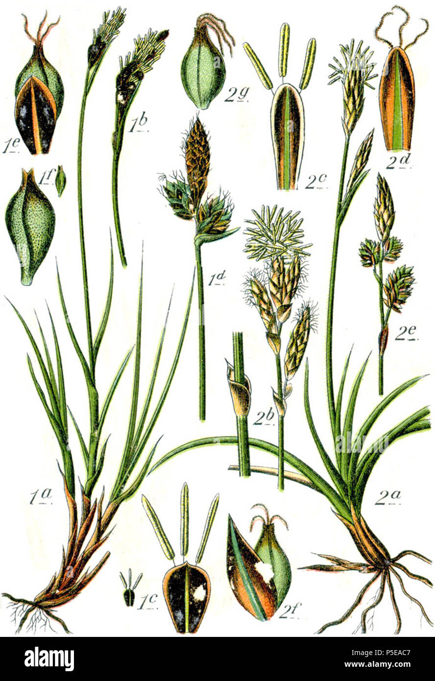 Carex montana et Carex verna  Aus: J. Sturm's Flora von Deutschland 271 Carex spp Sturm50 Stock Photo