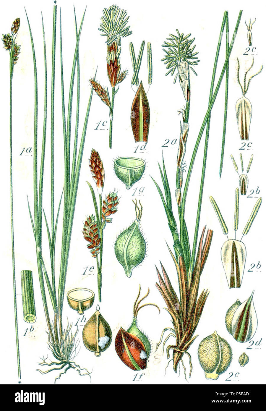 Carex umbrosa et Carex humilis  Aus: J. Sturm's Flora von Deutschland 271 Carex spp Sturm51 Stock Photo