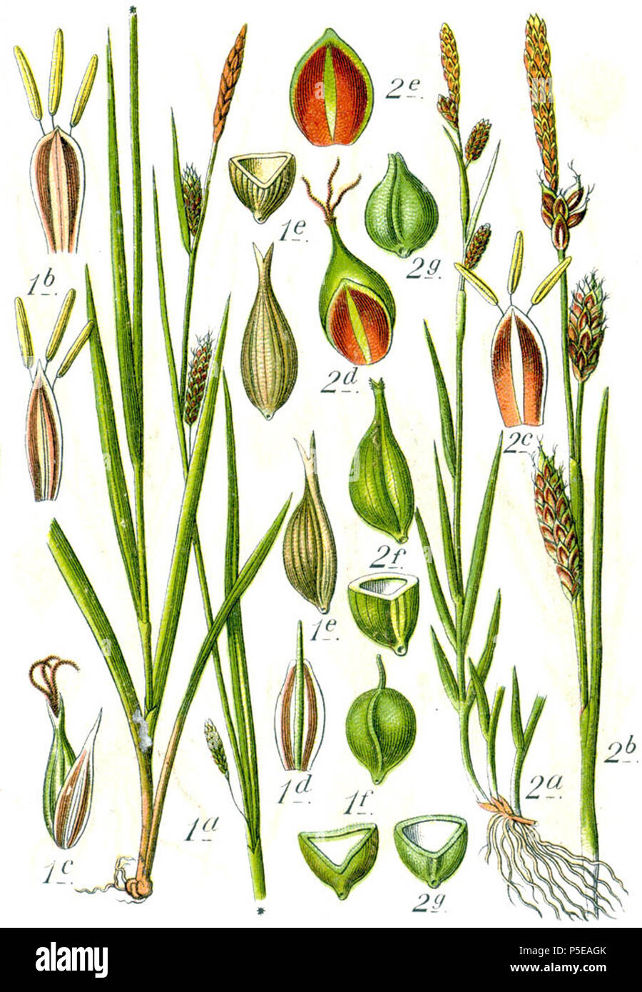 Carex laevigata et Carex hornschuchiana  Aus: J. Sturm's Flora von Deutschland 271 Carex spp Sturm56 Stock Photo
