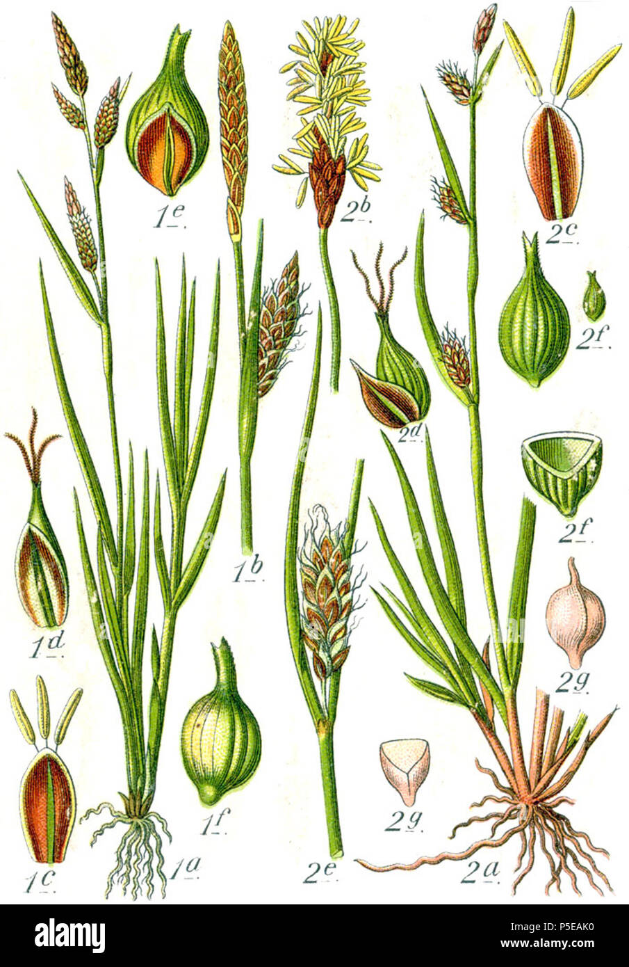 Carex flava + Carex Hornschuchiana et Carex distans  Aus: J. Sturm's Flora von Deutschland 271 Carex spp Sturm59 Stock Photo