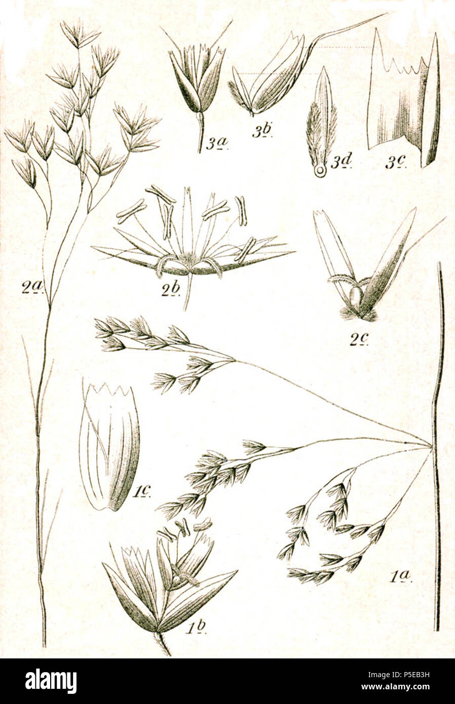 N/A. 1. Deschampsia cespitosa (L.) P.Beauv. 2. Avenella flexuosa (L.) Drejer, syn. Deschampsia flexuosa (L.) Trin. subsp. flexuosa 3. Deschampsia setacea (Huds.) Hack., syn. Deschampsia discolor (Thuill.) Roem. & Schult. Original Caption 1. Rasen-Schmiele, Deschampsia caespitosa L. 2. Wald-Schmiele, D. flexuosa L. 3. Bunte Schmiele, D. discolor Thuill. . 1796. Johann Georg Sturm (Painter: Jacob Sturm) 438 Deschampsia spp Sturm21 Stock Photo