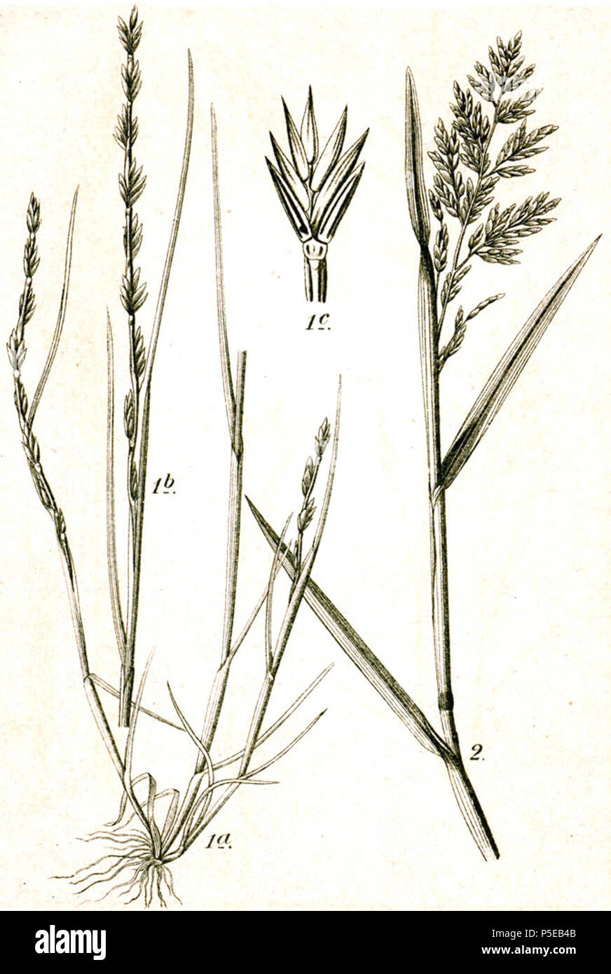 N/A. 1. Micropyrum tenellum (L.) Link f. tenellum, syn. Festuca lachenalii (J.F.Gmel.) Spenn. 2. Puccinellia rupestris (With.) Fernald & Weath., syn. Pseudosclerochloa rupestris (With.) Tzvelev, Festuca procumbens (Curtis) Kunth, nom. ill. Original Caption 1. Einfacher Schwingel, Festuca lachenalii Spenn. 2. Liegender Schwingel, F. procumbens Kunth. . 1796. Johann Georg Sturm (Painter: Jacob Sturm) 554 Festuca spp Sturm40 Stock Photo
