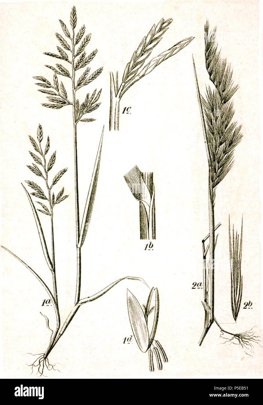 N/A. 1: Catapodium rigidum (L.) C.E.Hubb. subsp. rigidum, syn. Desmazeria rigida (L.) Tutin, Festuca rigida (L.) Kunth 2. Vulpia myuros (L.) C.C.Gmel. var. myuros, syn. Festuca myuros L. Original Caption 1. Starrer Schwingel, Festuca rigida Kunth. 2. Kamm-Schwingel, F. myuros Ehrh. . 1796. Johann Georg Sturm (Painter: Jacob Sturm) 554 Festuca spp Sturm41 Stock Photo