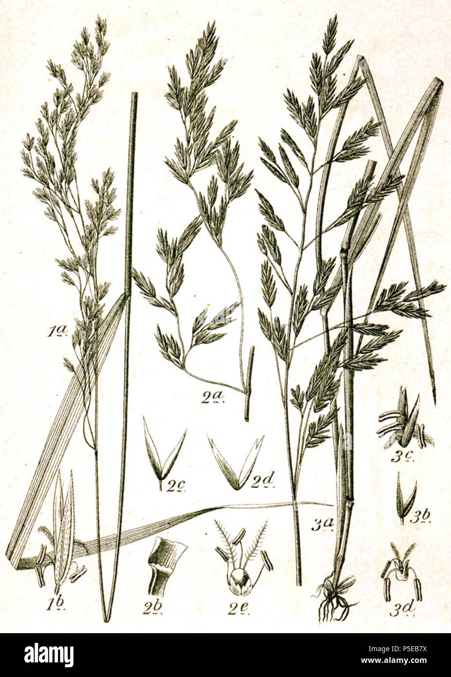 N/A. 1: Festuca altissima All., Festuca sylvatica (Pollich) Vill. 2: Festuca arundinacea Schreb., syn. Schedonorus arundinaceus (Schreb.) Dumort., nom. ill. 3: Festuca pratensis Huds., syn. Schedonorus pratensis (Huds.) P. Beauv., Festuca elatior L. Original Caption 1. Wald-Schwingel, Festuca sylvatica Vill. 2. Rohr-Schwingel, F. arundinacea Schreb. 3. Wiesen-Schwingel, F. elatior L. . 1796. Johann Georg Sturm (Painter: Jacob Sturm) 554 Festuca spp Sturm45 Stock Photo