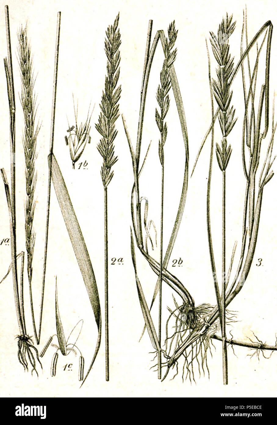 N/A. 1. Elymus caninus (L.) L., syn. Roegneria canina subsp. canina, Agropyron caninum (L.) P.Beauv. 2. Elymus repens (L.) Gould, syn. Elytrigia repens subsp. repens, Agropyron repens (L.) P.Beauv. 3. Elymus farctus (Viv.) Runemark ex Melderis, syn. Thinopyrum junceiforme (Á. Löve & D. Löve) Á. Löve , Elytrigia juncea subsp. juncea, Agropyron junceum (L.) P.Beauv. Original Caption 1. Hunds-Quecke, Agropyron caninum P.B. 2. Kriechende Quecke, A. repens P.B. 3. Binsen-Quecke, A. junceum P.B. . 1796. Johann Georg Sturm, Painted by Jacob Sturm; published by Kurt Stüber 506 Elymus spp Sturm54 Stock Photo
