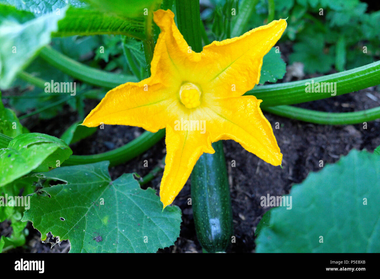 Courgette plant flower hires stock photography and images Alamy