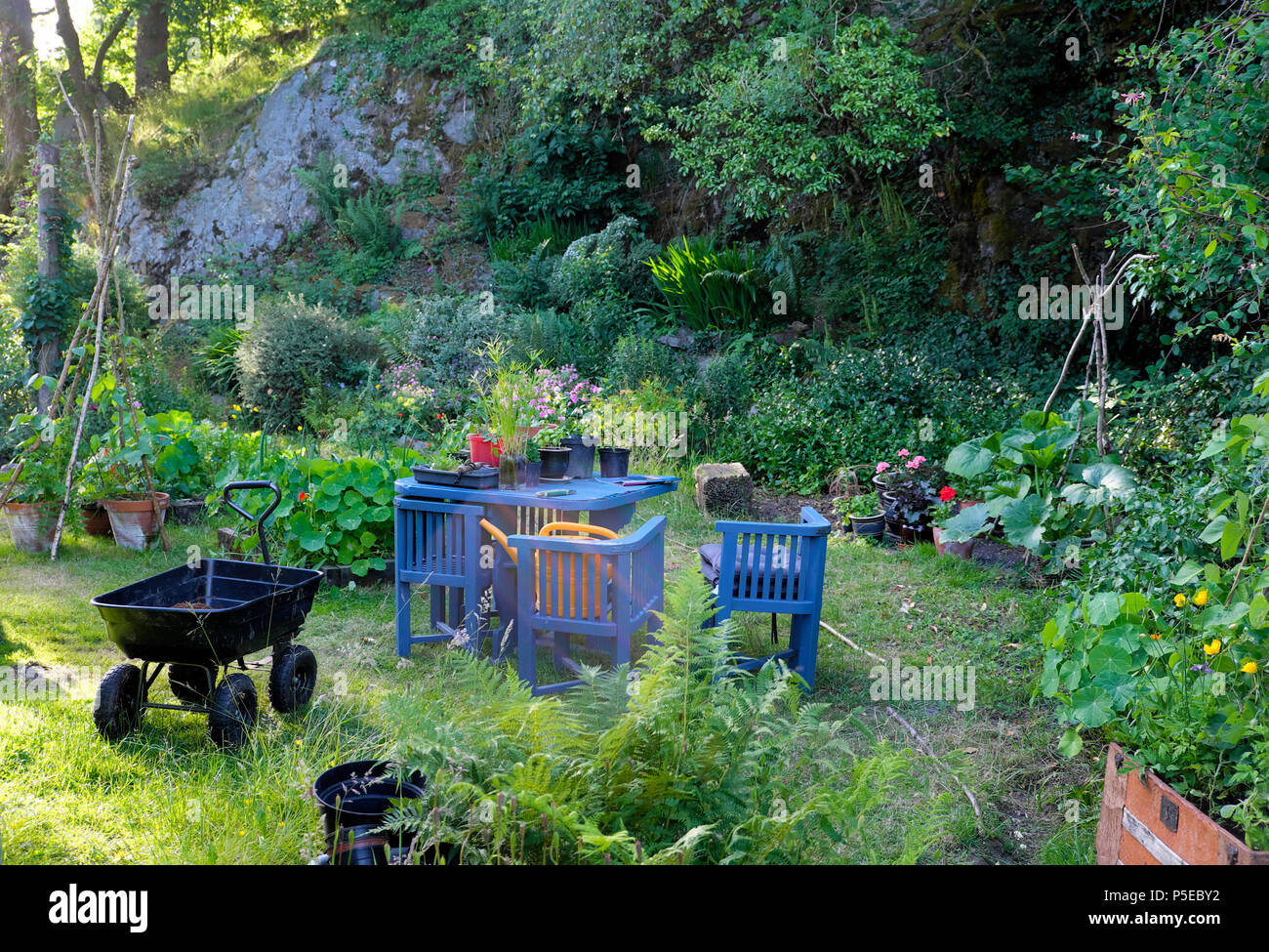 View of plants growing in a small backyard country backyard in June summer vintage garden furniture table chairs wagon Wales UK  KATHY DEWITT Stock Photo
