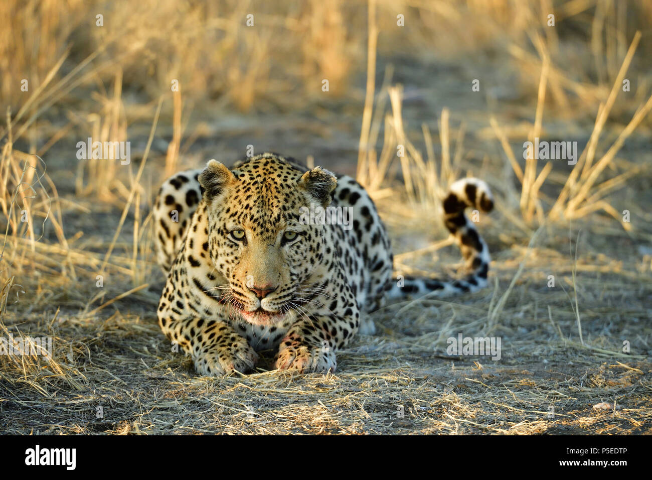 Leopard (Panthera Pardus) lying, view into the camera, Namibia Stock Photo