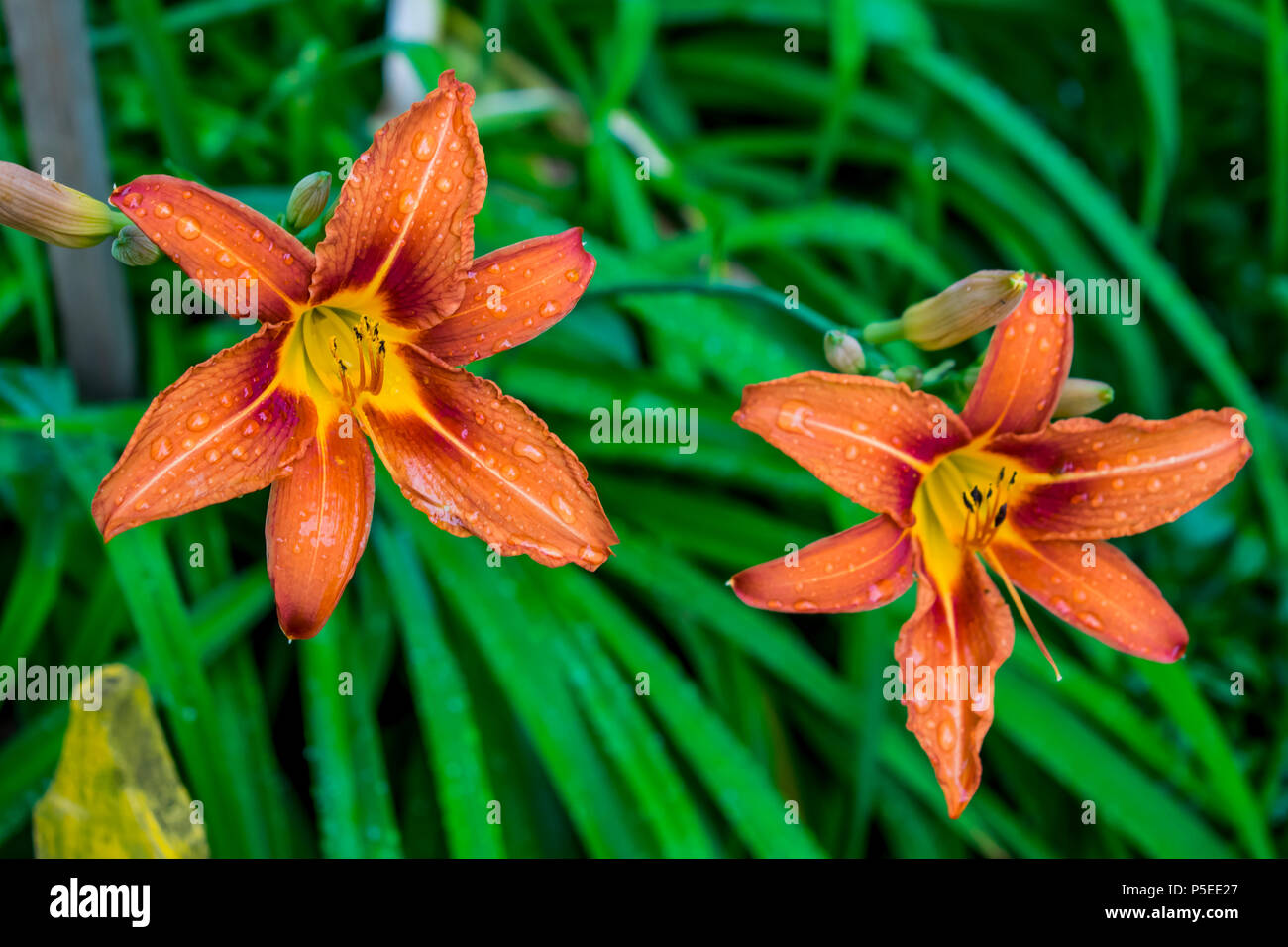 lily flowers grow in the garden of a summer country house Stock Photo