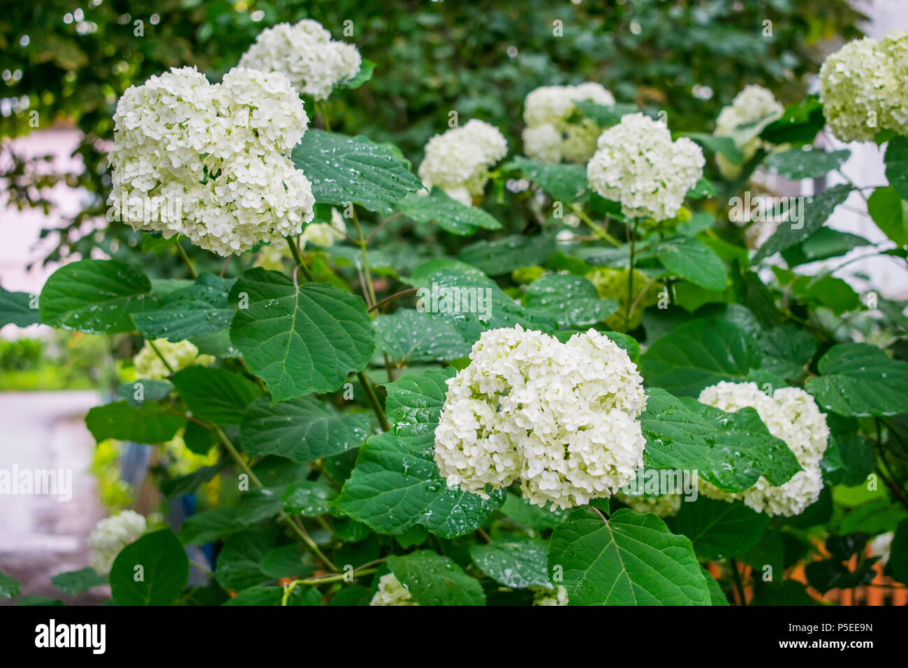 spring flowering shrub kalinin decorative, round white flowers of a viburnum Stock Photo