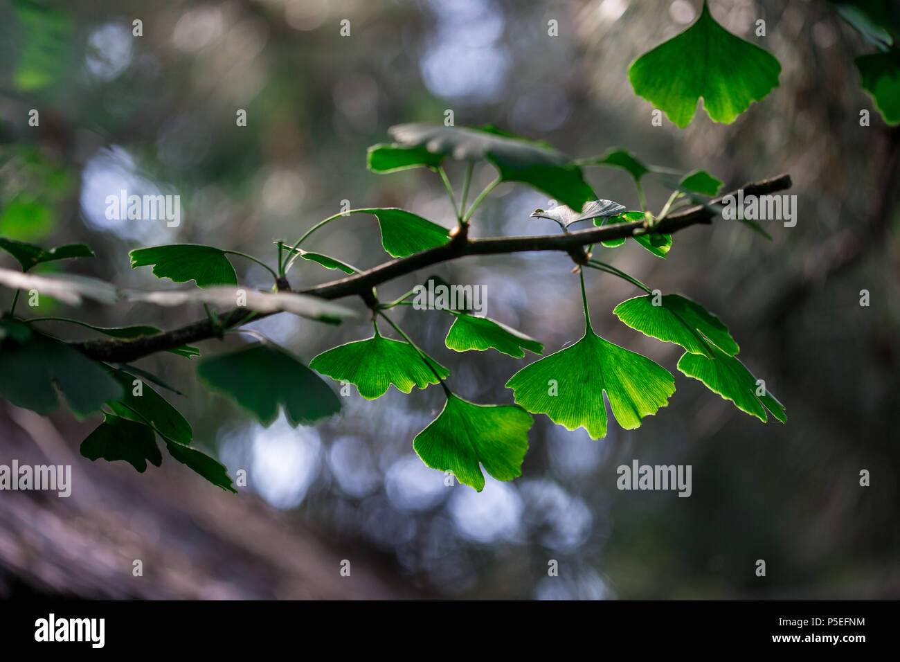 Branch of ginkgo biloba with young leaves against blur background Stock Photo