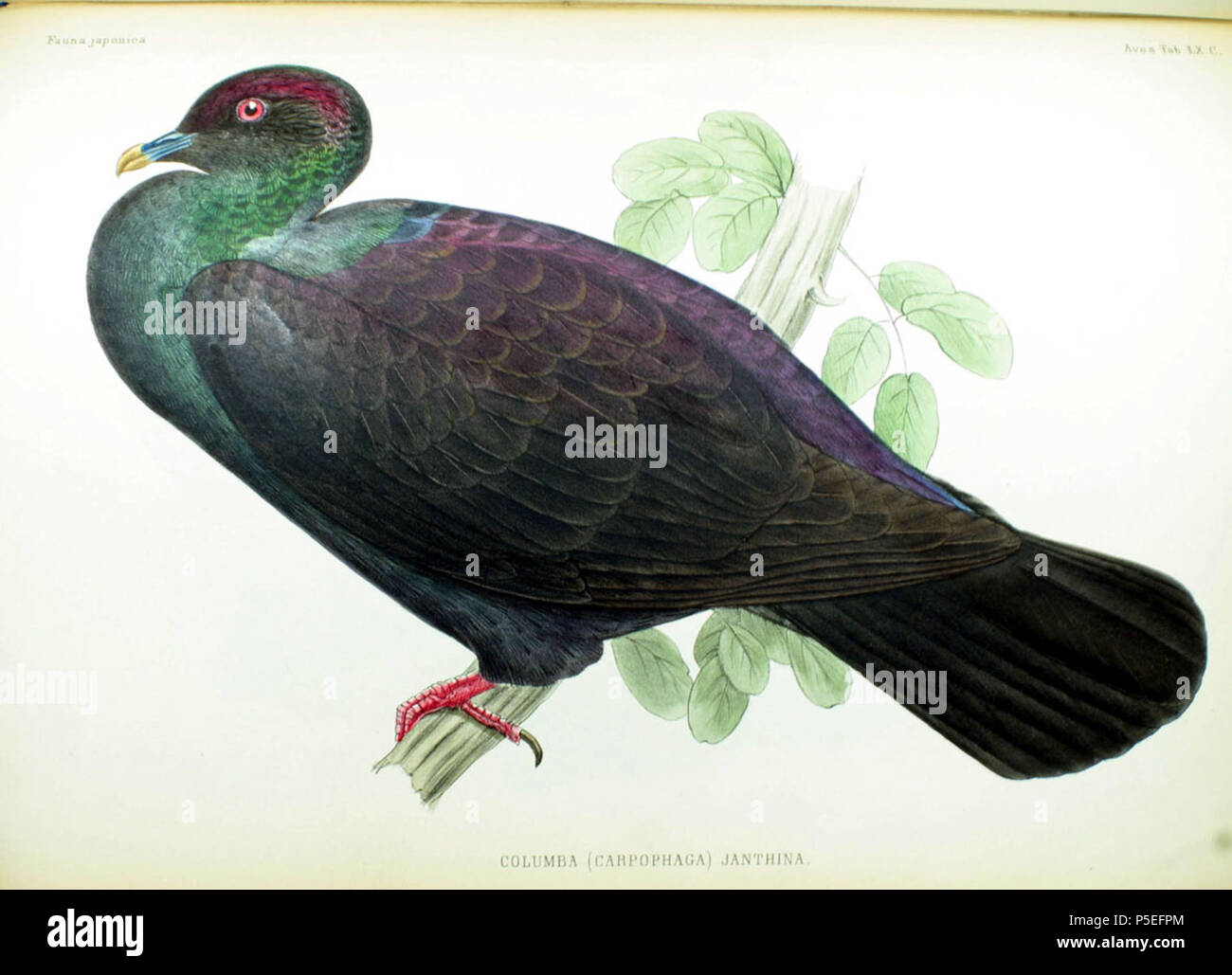 N/A. English: An illustration of a Japanese Wood Pigeon (Columba (Carpophaga) janthina) from Fauna Japonica . 1842.   Philipp Franz von Siebold  (1796–1866)      Alternative names Siebold; Philipp Franz Balthasar von Siebold  Description German physician, naturalist and artist  Date of birth/death 17 February 1796 18 October 1866  Location of birth/death Würzburg Würzburg  Work location Leiden  Authority control  : Q77140 VIAF:17320528 ISNI:0000 0001 0875 0584 ULAN:500325999 LCCN:n50058839 NLA:35498475 WorldCat 371 Columba (Carpophaga) janthina Fauna Japonica Stock Photo