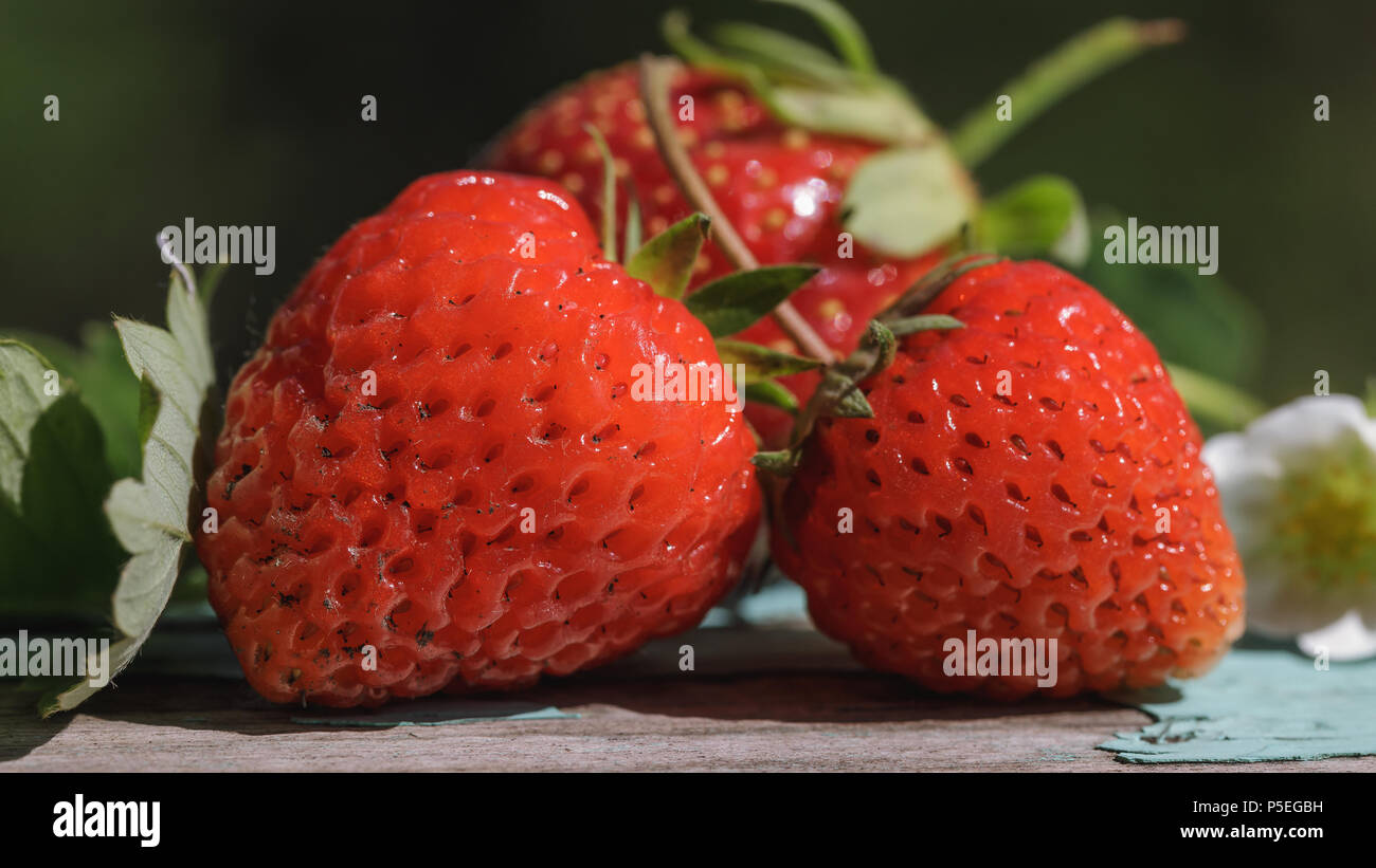 Strawberries from the garden hi-res stock photography and images - Alamy