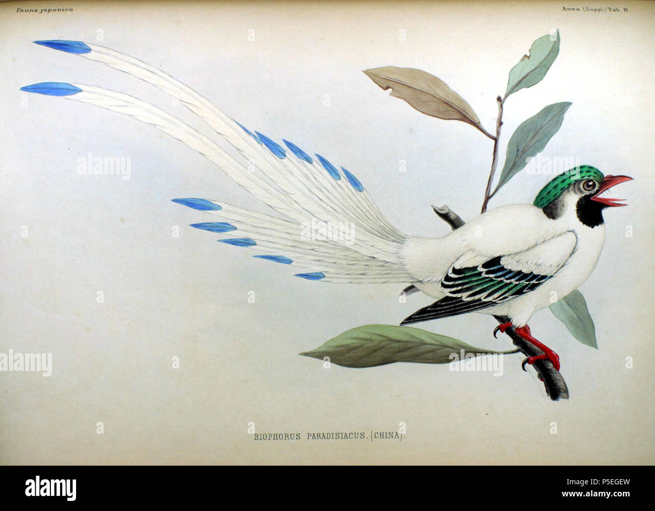 Japanische Fauna Pl154 Philipp Franz Balthasar Von Siebold main image 1