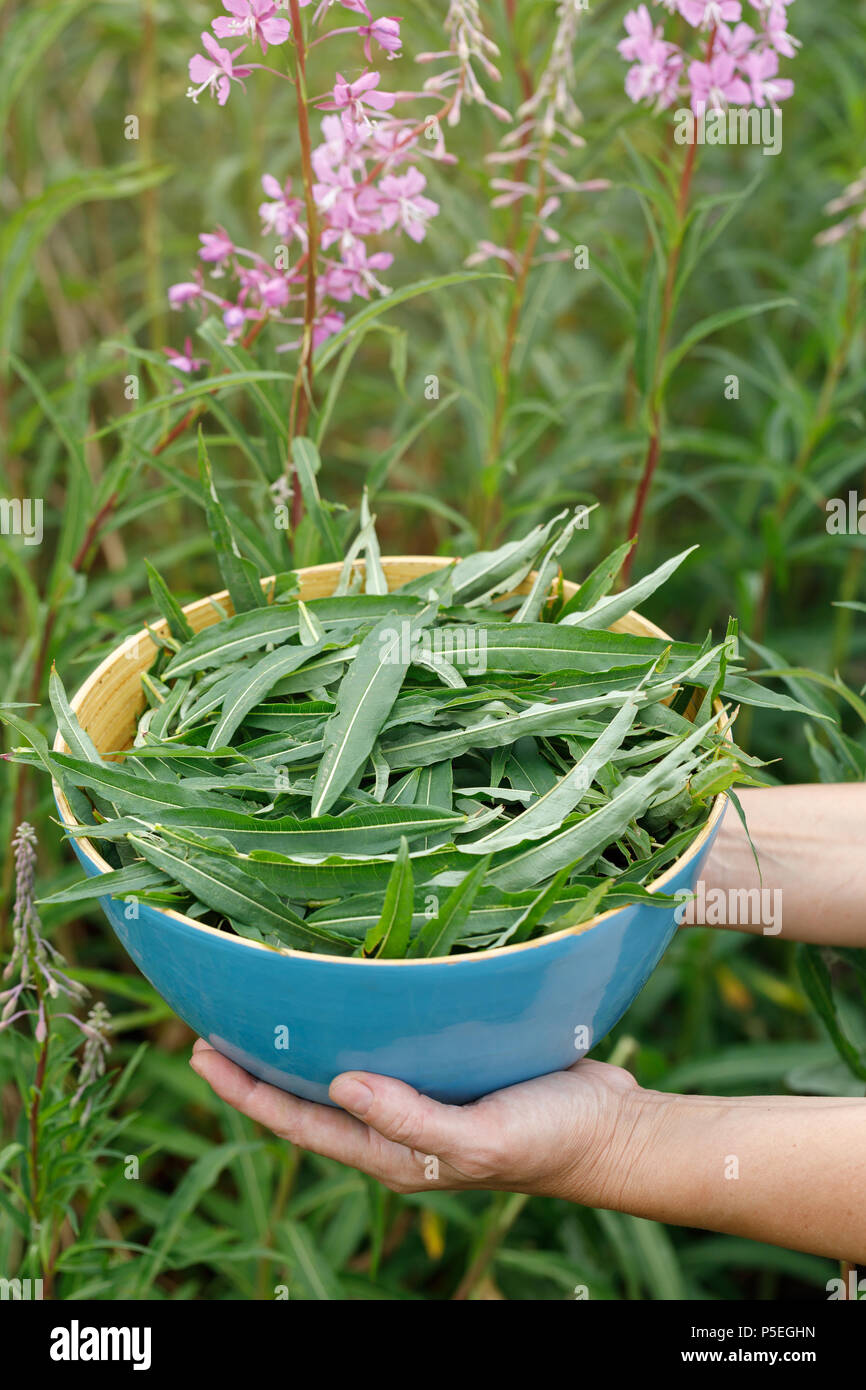 Full bowl of collected leaves of Ivan-tea in his hands, close-up Stock Photo