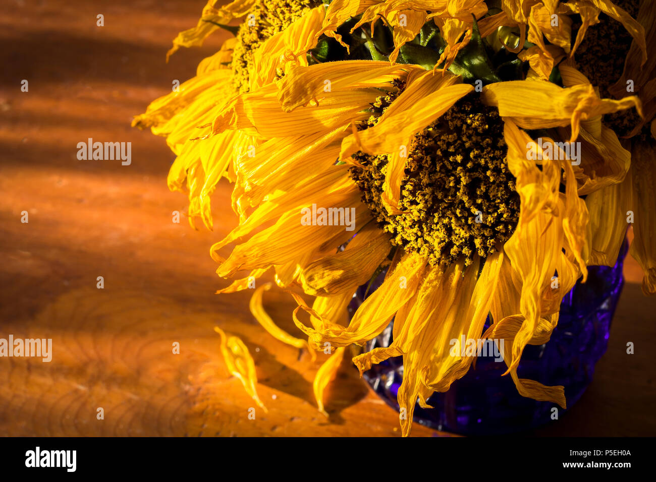 Sunflowers Vase High Resolution Stock Photography and Images Alamy