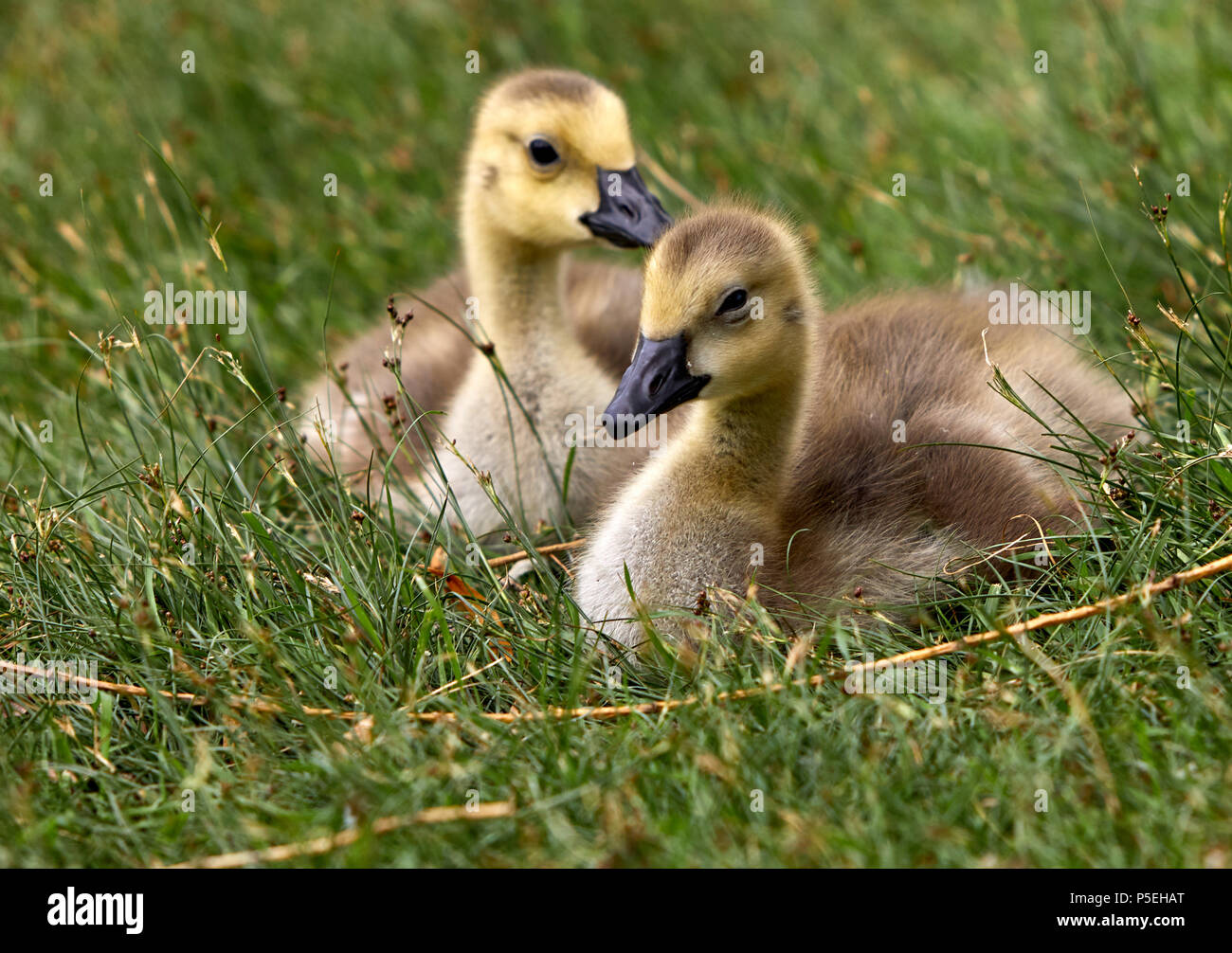 Fluffy Geese Stock Photo