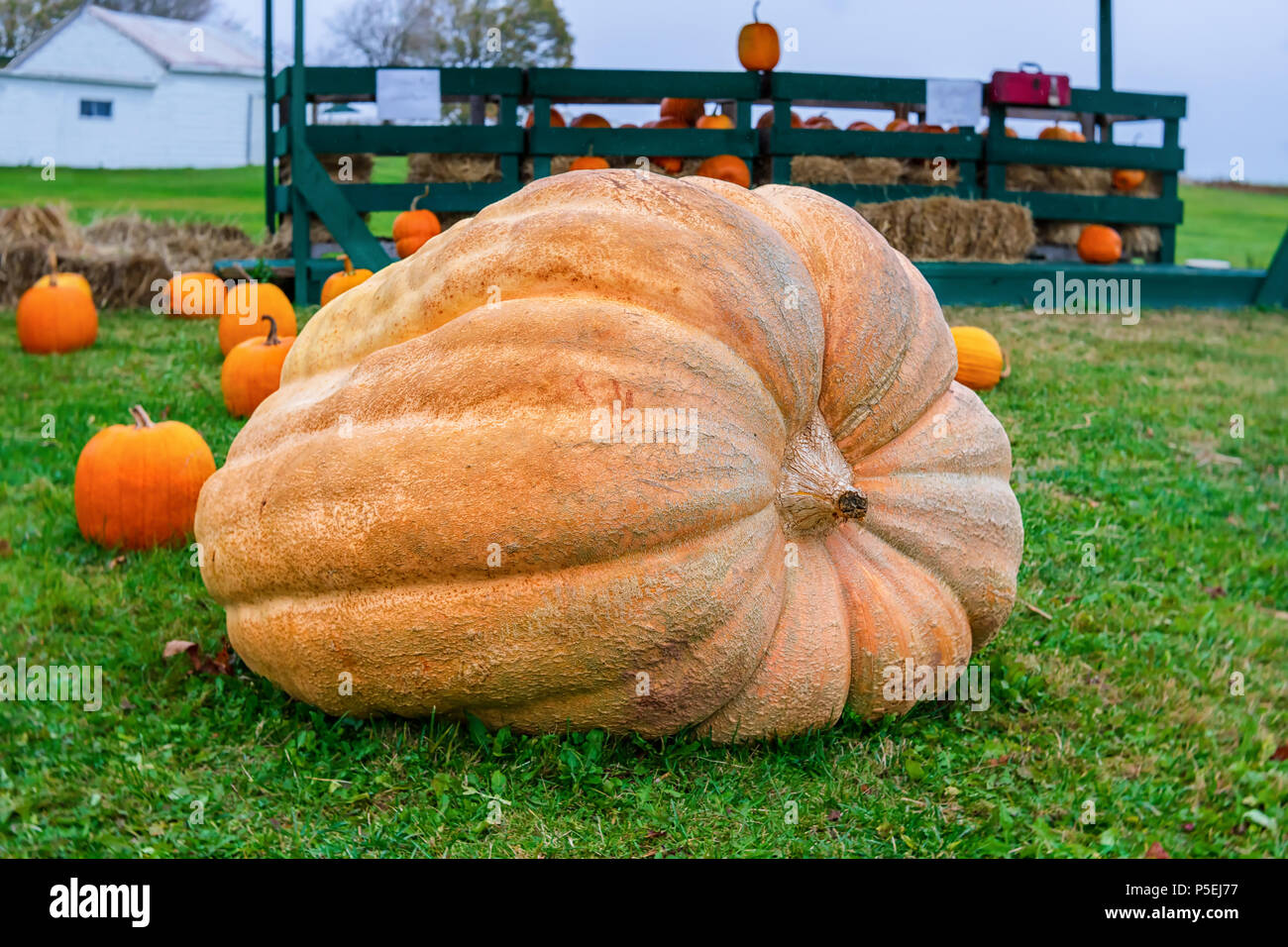 Giant pumpkin on the farm Stock Photo