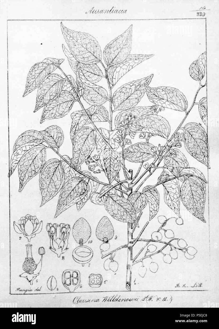 N/A. English: Clausena anisata (Willd.) Hook.f. ex Benth. [as Clausena willdenowii Wight & Arn.] Wight, R., 'Icones Plantarum Indiae Orientalis', vol. 1: t. 14 (1840) Rungiah del. 1840. Robert Wight (1796-1872) 352 Clausena anisata02 Stock Photo