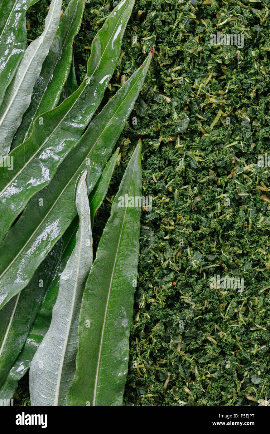 Texture of the collected and fermented leaves of Ivan-tea close-up, top view Stock Photo