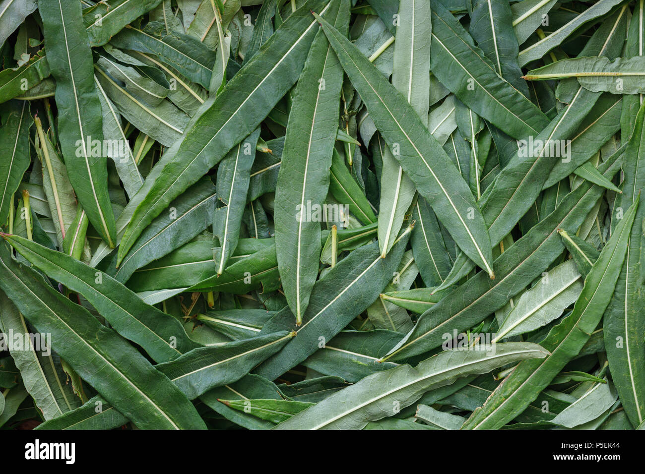 Texture of the collected leaves of Ivan-tea close-up, top view Stock Photo