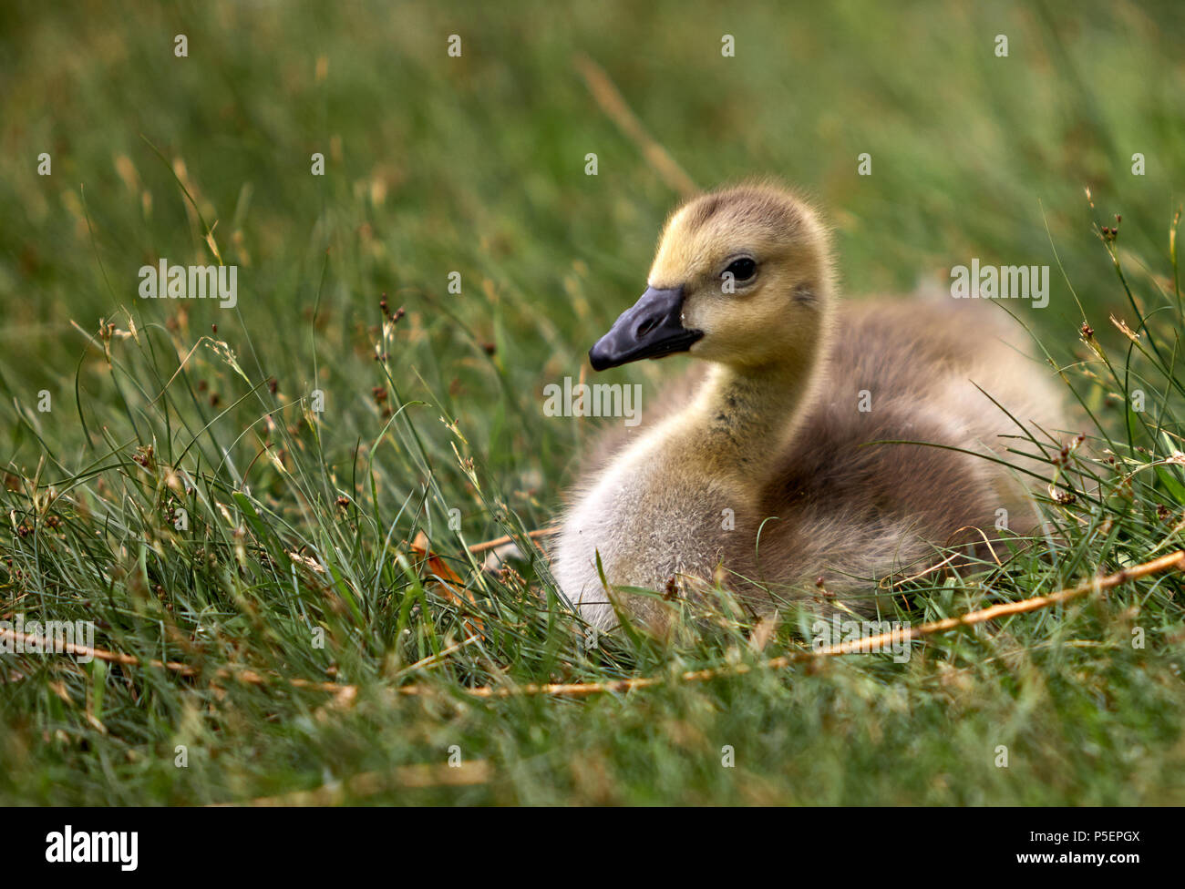 Fluffy Geese Stock Photo