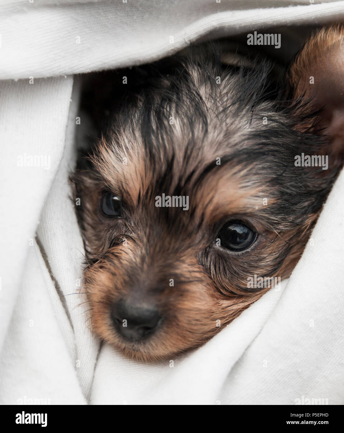 Cute four week old Yorkshire Terrier puppy wrapped in blanket Stock Photo
