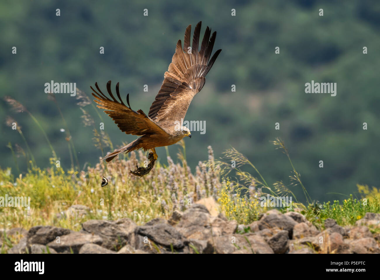 Black Kite - Milvus migrans, beautiful large raptor from Old World forests and hills, Eastern Rodope mountains, Bulgaria. Stock Photo