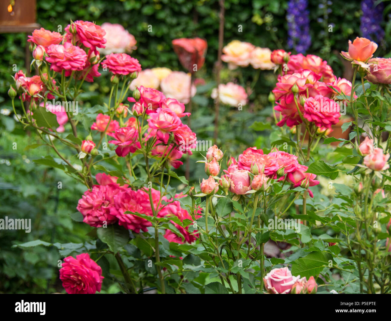 beautiful garden in germany Stock Photo Alamy